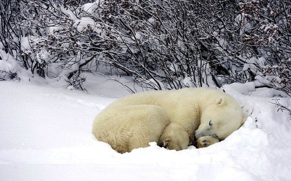 Чому тварини не мерзнуть під час зимової сплячки?. Питання здається простим, але вчені довго не розуміли, яким чином ведмеді, летючі миші, змії та інші тварини переживають зиму, не замерзаючи до смерті.