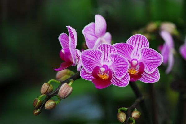 Засіб, завдяки якому пишне цвітіння орхідей - гарантоване. Використовувати дорогі добрива не доведеться, на допомогу прийде засіб, який можна приготувати в домашніх умовах.