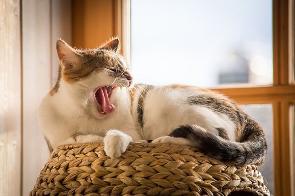 Чому кішки багато сплять?. Якщо взяти часовий проміжок, кішки сплять в середньому 15-16 годин на добу і, що найцікавіше, навіть в останні 8-9 годин вони можуть дрімати.