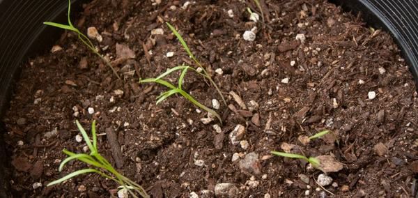 Як виростити кріп на підвіконні з насіння. Дізнайтеся як виростити кріп в домашніх умов: вибираємо сорт, грунт.