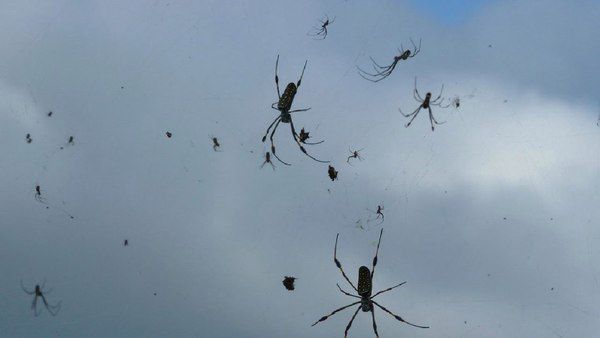 Дощ з павуків в Бразилії: відео. Незвичним природним явищем виявилося полювання «соціальних» павуків.