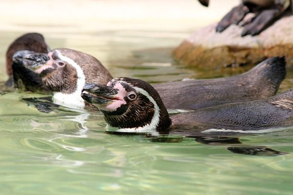 Якою водою пінгвіни втамовують спрагу?. Здатність пінгвінів виробляти ендогенну воду, пити солону морську воду нарівні з прісною – лише мала частина унікальних особливостей, якими володіють ці дивовижні птахи.