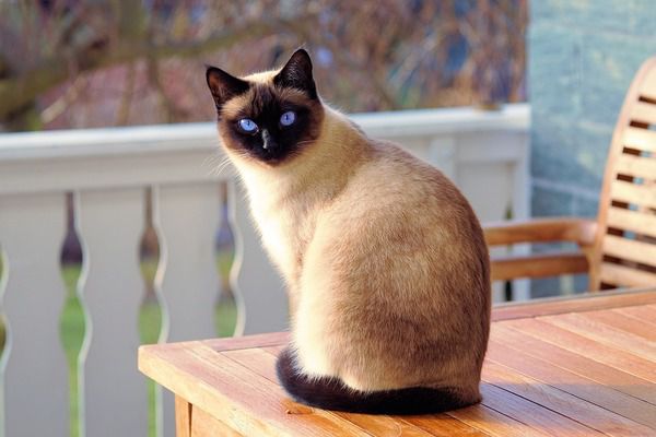8 порід кішок, які є найбільш дружелюбними до людини. Якщо Ви обираєте собі пухнастика, варто дізнатись про породи та їх характер.