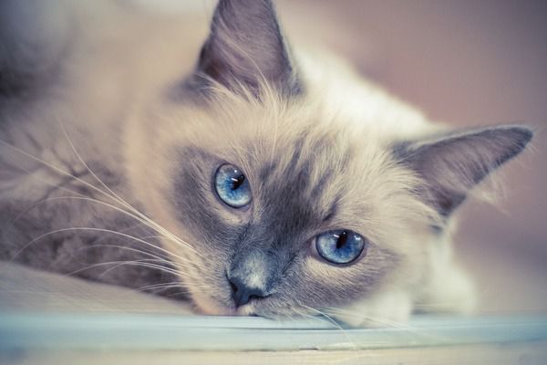 8 порід кішок, які є найбільш дружелюбними до людини. Якщо Ви обираєте собі пухнастика, варто дізнатись про породи та їх характер.