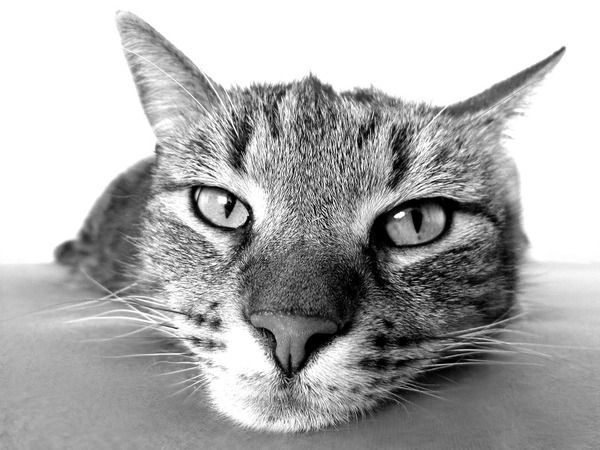 15 ознак того, що Ваша кішка таємно злиться на Вас. Можливо Ви чимось не догодили своєму вихованцю,і спробуєте вирішити такий конфлікт мирним шляхом.