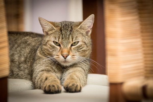 15 ознак того, що Ваша кішка таємно злиться на Вас. Можливо Ви чимось не догодили своєму вихованцю,і спробуєте вирішити такий конфлікт мирним шляхом.
