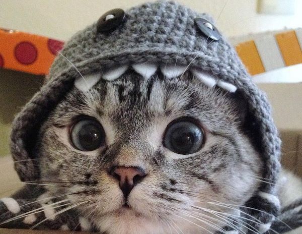 Найпопулярніший кіт в Instagram кішка Налу. У кішки вже 3,8 мільйона шанувальників.