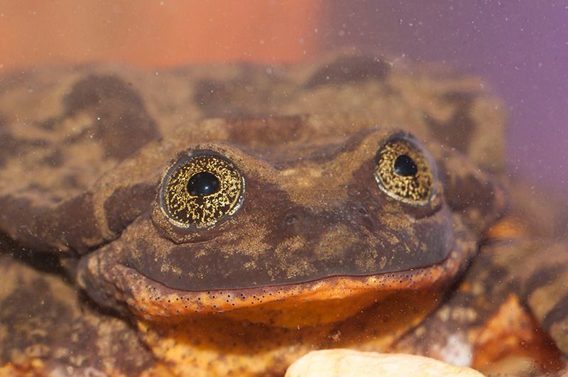 Найсамотнішій у світі жабі Ромео знайшли Джульєтту. Самцеві, що живе в неволі, в дикій природі знайшли самку.