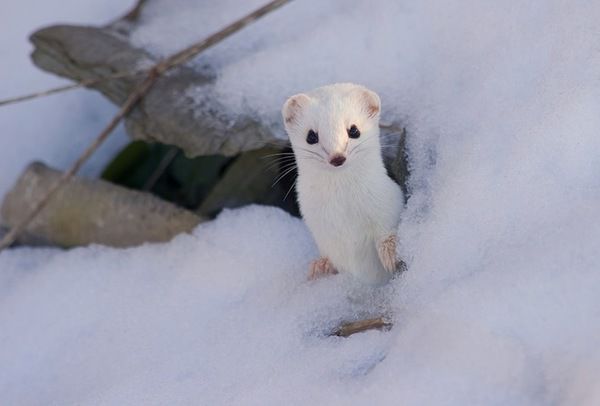 Як змінюються тварини взимку. Деякі тварини відрощують волосся на лапах, в інших покрив стає сліпучо-білим, щоб звірам було тепліше.