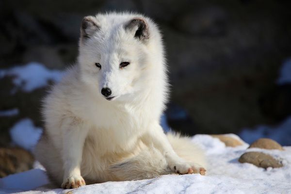 Як змінюються тварини взимку. Деякі тварини відрощують волосся на лапах, в інших покрив стає сліпучо-білим, щоб звірам було тепліше.