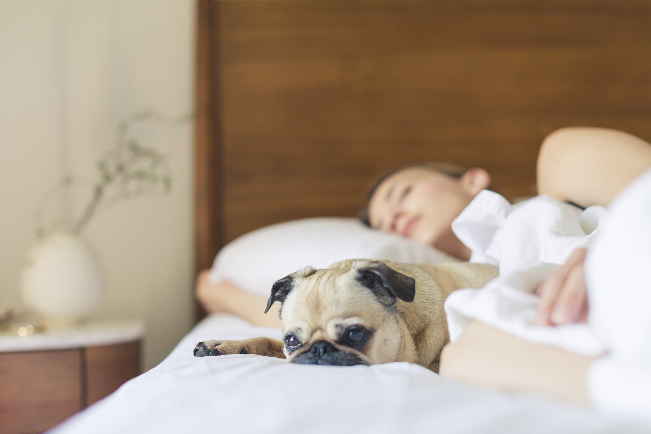 Що зміниться у вашому житті, коли ви дозволите вашій собаці ділити з вами ліжко. Ми зібрали деякі дивовижні переваги, які ви отримуєте від сну зі своїми собаками!