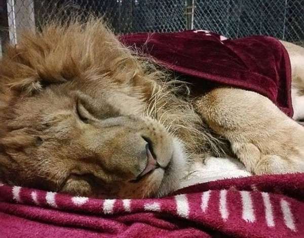 Історія про лева, який з дитинства спить під улюбленою ковдрою, хоча давно виріс. Іноді здається, що дивовижні історії про порятунок тварин мають нескінченний потік.