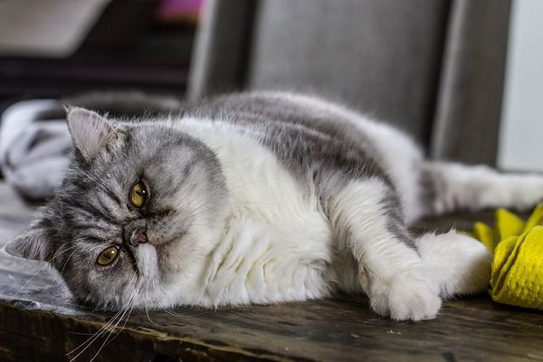 11 ознак того, що у Вашої кішки депресія. Це дійсно серйозна проблема, і якщо Ви хочете побачити Вашого пухнастика у доброму гуморі, то краще вчасно надати йому допомогу.