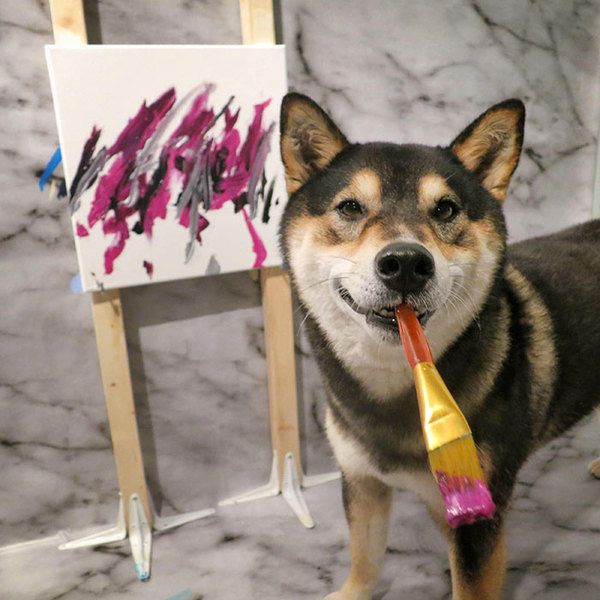 Той момент, коли собака малює абстрактні картини. Пухнастий любитель мистецтва.