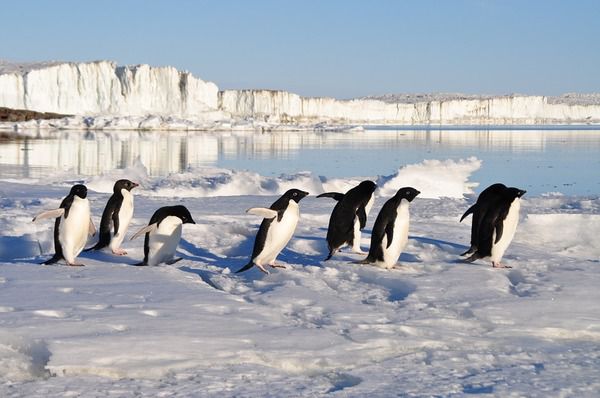 День обізнаності про пінгвінів - 20 січня. Пінгвіни - чарівні і доброзичливі створіння, вони забавно ходять, витончені і швидкі в воді.