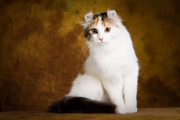Маленька кішка - до старості кошеня: мініатюрні породи. 12 найменших порід кішок у світі.