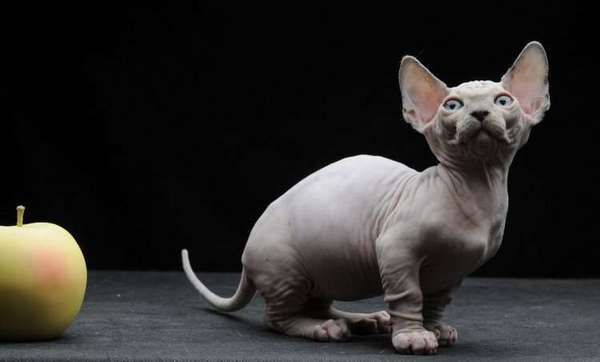 Маленька кішка - до старості кошеня: мініатюрні породи. 12 найменших порід кішок у світі.