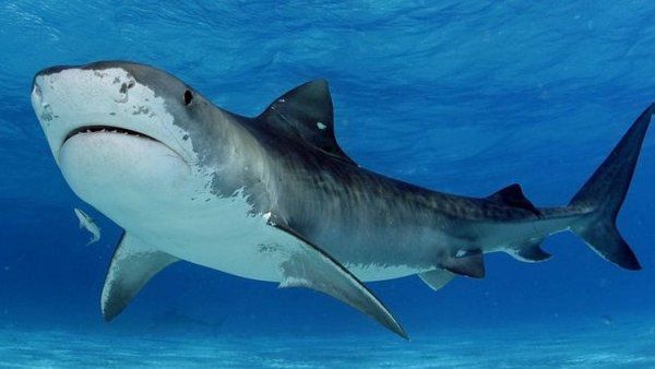 Доісторичний рід акул назвали на честь відеоігри з 80-х років. Зуби акули виявилися схожі на космічні кораблі з гри Galaga.