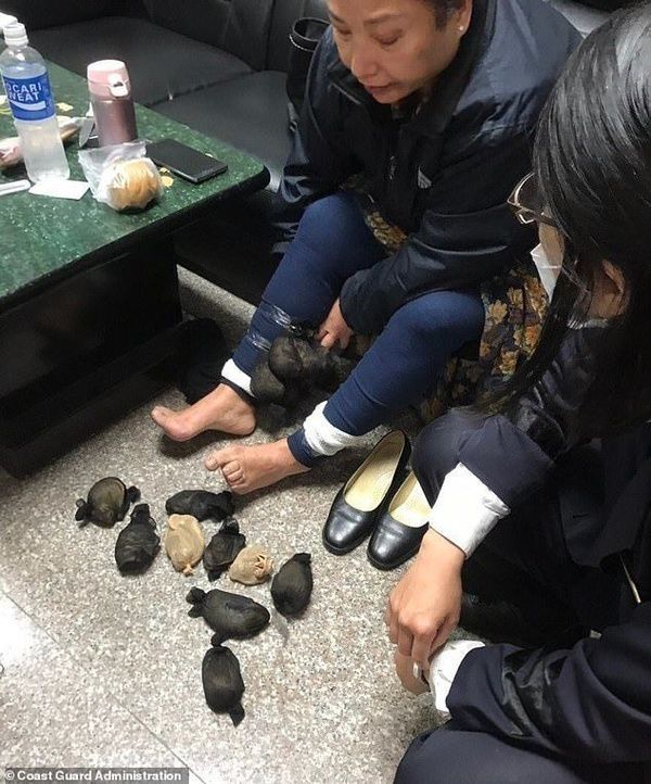 Жінку з 24 гризунами під спідницею видала дивна хода. У Тайвані прикордонники зловили небезпечну контрабандистку.