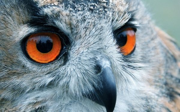 Очима птахів: мультиспектральна камера дозволила подивитися на навколишній світ, як бачать його пернаті. Нова камера, що імітує «чотирикольоровий» зір птахів, показала, якою вони бачать густу і зелену для нас лісову крону.