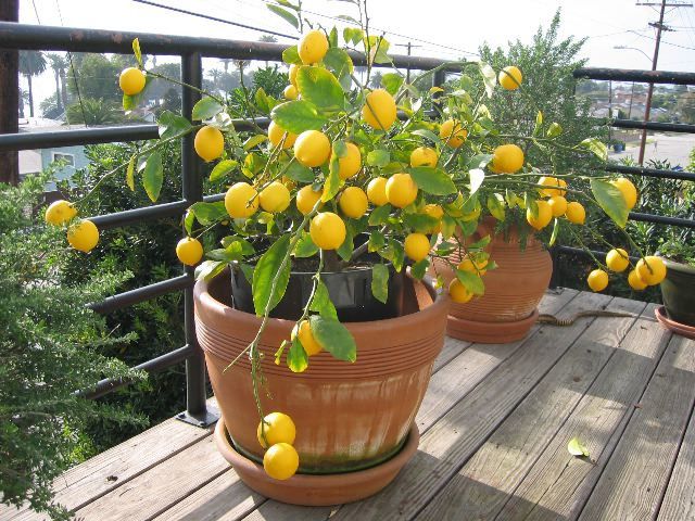 Лимонне дерево: вирощування та догляд у домашніх умовах. Щоб отримати плодоносний лимон в домашніх умовах, треба не тільки виростити його з кісточки, але і прищепити.