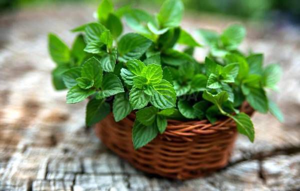 Пряні трави для ароматного чаю, які можна вирощувати на своєму городі. Ці рослини приємно пахнуть, знадобляться як на кухні, так і при лікуванні різних захворювань.
