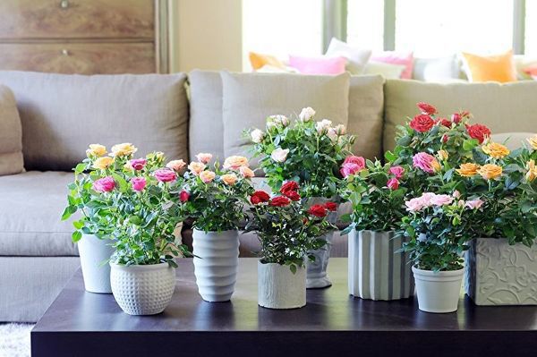 Троянди в подарунок.Чи варто вибирати кімнатні рослини у горщиках?. Кімнатна троянда - ідеальний подарунок для любителів стилю прованс.