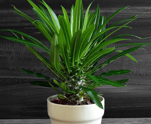 Отруйні кімнатні рослини, з якими варто бути обережними. Ми розповімо вам про 10 найбільш небезпечних кімнатних рослин і підкажемо, що треба зробити, щоб уникнути біди.