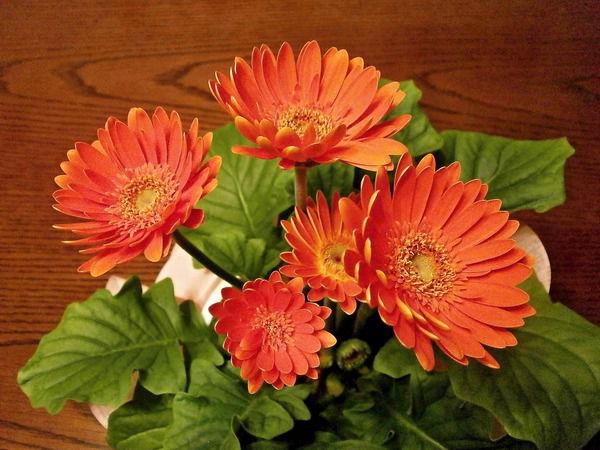 Домашні рослини, що провокують виникнення алергії. Ці домашні квіти небезпечні для людей, які страждають від алергії! Перевірте, чи немає їх у вас в будинку.