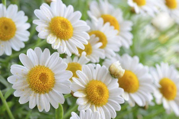 Домашні рослини, що провокують виникнення алергії. Ці домашні квіти небезпечні для людей, які страждають від алергії! Перевірте, чи немає їх у вас в будинку.