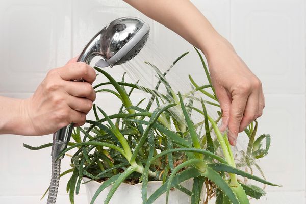 Гарячий душ для кімнатних рослин: як правильно робити процедуру. Можливо, для когось це прозвучить несподівано, але гарячий душ - це корисна процедура. За його допомогою можна позбавити ваших улюблених квітів від багатьох хвороб і паразитів та стимулювати ріст рослин.