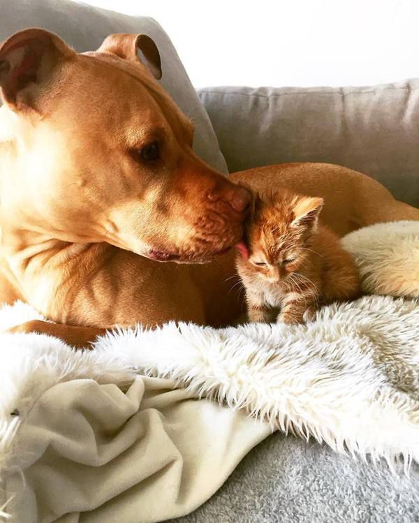 Незвичайна сім'я: кішка і собака, які люблять один одного. Справжня історія ніжної любові розпочалася з першої зустрічі тварин.