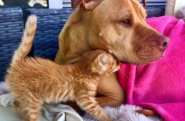 Незвичайна сім'я: кішка і собака, які люблять один одного. Справжня історія ніжної любові розпочалася з першої зустрічі тварин.