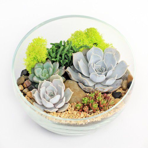Флораріум: як облаштувати та доглядати. Такі міні-сади у склі ідеально підходять для маленьких квартир.