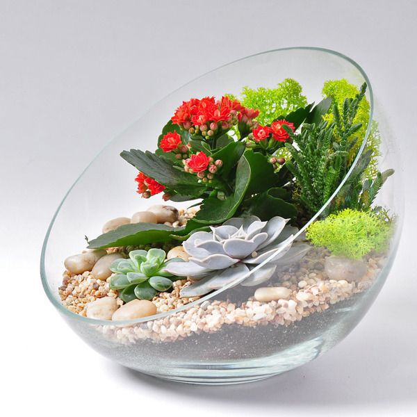 Флораріум: як облаштувати та доглядати. Такі міні-сади у склі ідеально підходять для маленьких квартир.