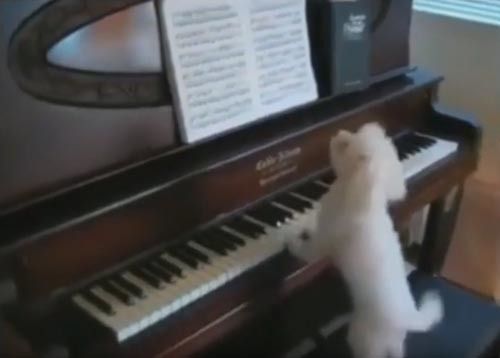 Собака повеселила господарів грою на фортепіано. Собака заглядає в ноти, щоб не збитися з мелодії.