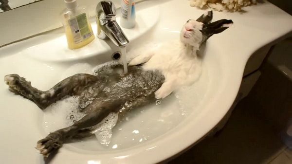 Цей дуже милий кролик обожнює приймати ванну - ну майже як людина!. Незвичайне хобі!
