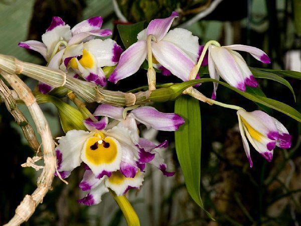 Чому в орхідеї опадають бутони: основні причини та фактори впливу. Вирощування екзотичних квітів у домашніх умовах таїть в собі чимало труднощів і проблем. Ми відповімо на питання, які турбують багатьох квітникарів.