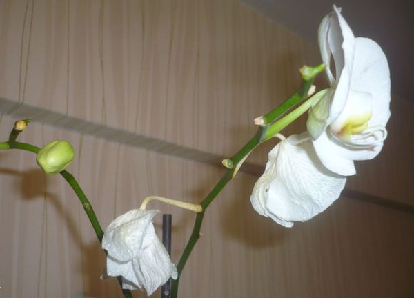 Чому в орхідеї опадають бутони: основні причини та фактори впливу. Вирощування екзотичних квітів у домашніх умовах таїть в собі чимало труднощів і проблем. Ми відповімо на питання, які турбують багатьох квітникарів.