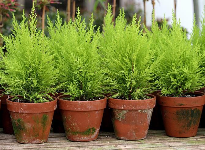 Вирощування кипариса: догляд, пересадка та розмноження. Кипарис - одна з найбільш невибагливих рослин з кімнатних хвойників.