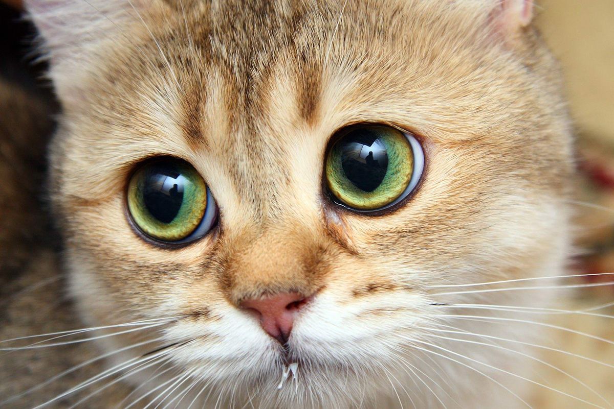 Помилкові факти про котів і кішок, в які всі вірять. Що добре для вашої кішки а що погано - в нашому матеріалі.