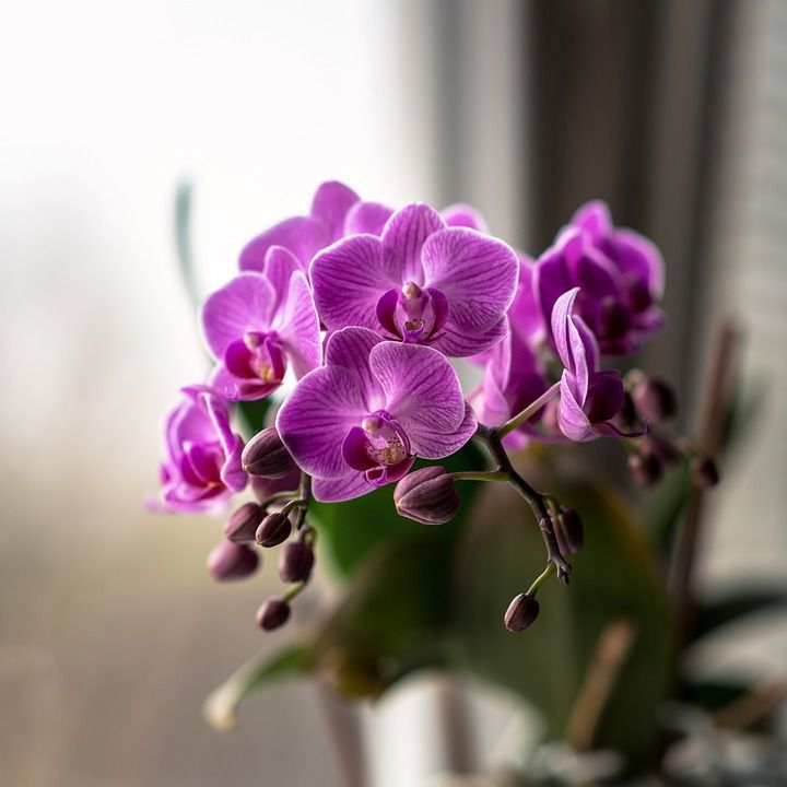 Орхідея без листя. Реанімація квітки домашніх умовах. Не опускайте руки і не викидайте орхідею, якщо у неї оголилося стебло.