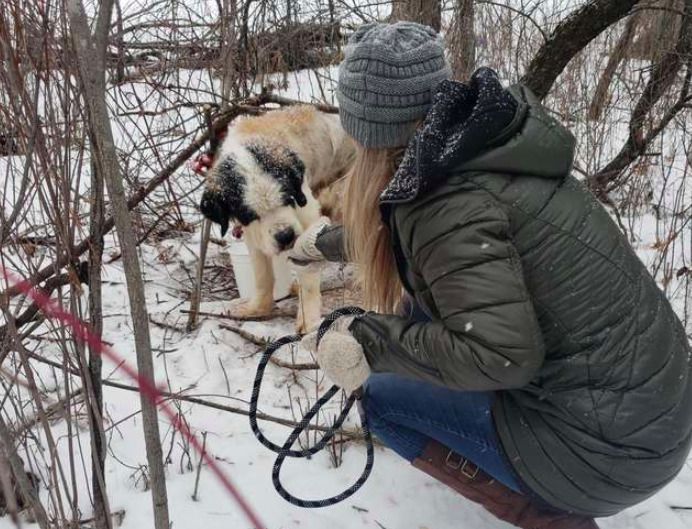 Стара собака прожила в лісі 17 днів на лютому морозі і не здалася. Неймовірна історія порятунку!