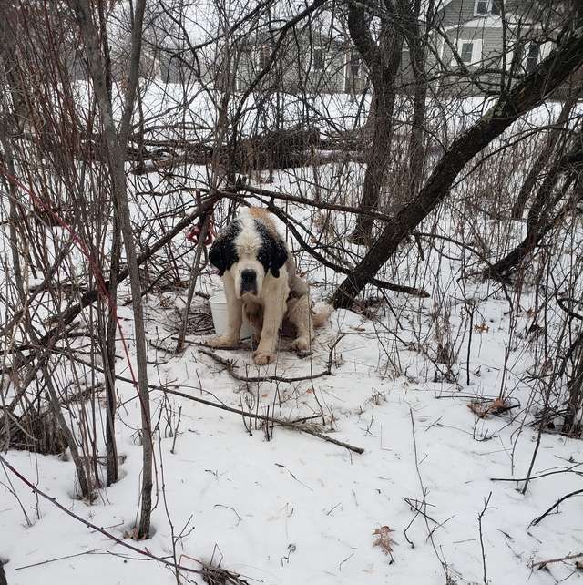 Стара собака прожила в лісі 17 днів на лютому морозі і не здалася. Неймовірна історія порятунку!