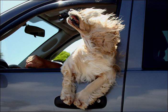 «Собаки-шоферяки»: домашні улюбленці, які обожнюють швидку їзду. Собаки, найчастіше, побільше нашого обожнюють їздити на авто зі швидкістю вітру.
