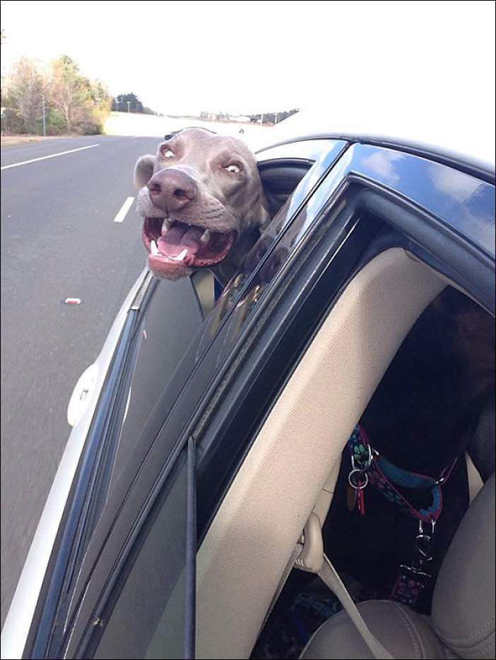 «Собаки-шоферяки»: домашні улюбленці, які обожнюють швидку їзду. Собаки, найчастіше, побільше нашого обожнюють їздити на авто зі швидкістю вітру.