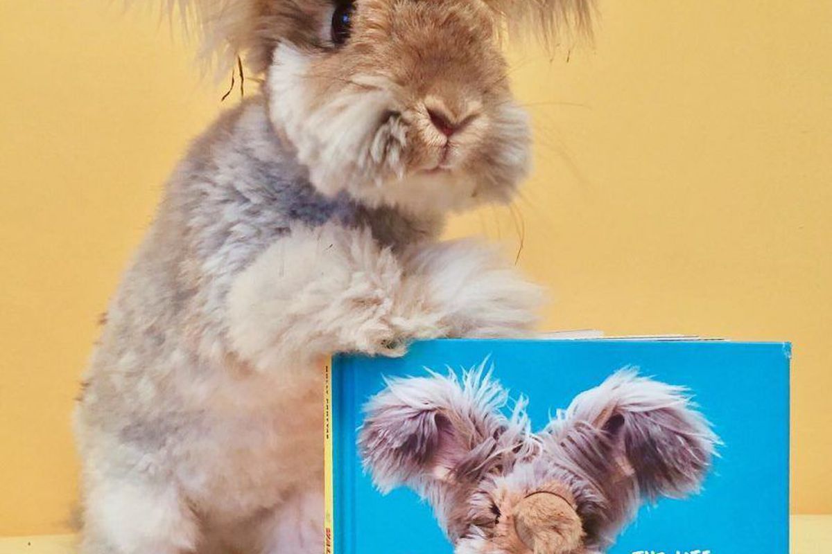 Кролик Валлі: домашній улюбленець з великими і пухнастими вухами. Ангорські кролики через їх довгу, м'яку вовну є одним з найдавніших видів домашніх кроликів.