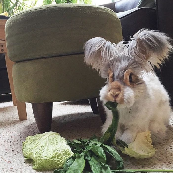 Кролик Валлі: домашній улюбленець з великими і пухнастими вухами. Ангорські кролики через їх довгу, м'яку вовну є одним з найдавніших видів домашніх кроликів.