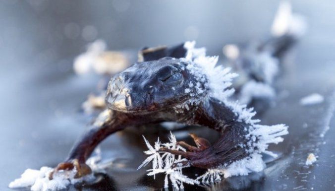 Як жаби витримують досить низькі температури протягом тривалого часу. Вчені з Університету Аляски у Фербенксі та Інституту біології Арктики пояснюють, яким чином ці створіння можуть переживати мінусову температуру протягом майже шести місяців.