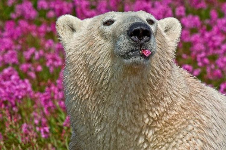 Виявляється білим ведмедям подобаються не лише снігові замети, але й поля з квітами. Особливо іван-чай.